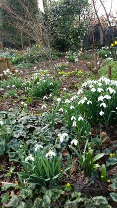 the garden is full of white flowers and green plants