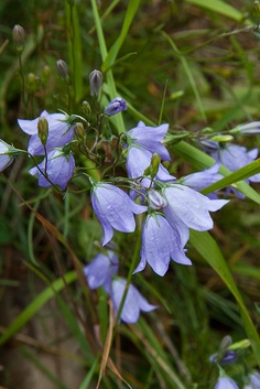 some blue flowers are growing in the grass