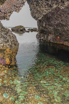 the water is crystal clear and there are many rocks in the water that look like they have been made out of seaweed