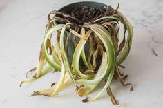 a bowl filled with green onions on top of a white counter