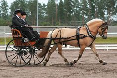 a man riding on the back of a brown horse pulling a carriage down a race track