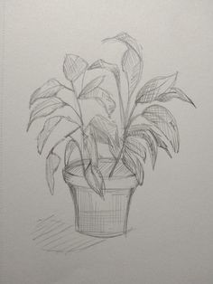 a pencil drawing of a potted plant