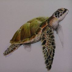 a drawing of a green sea turtle