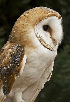 an owl sitting on top of a tree branch