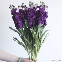 a person holding a bouquet of purple flowers