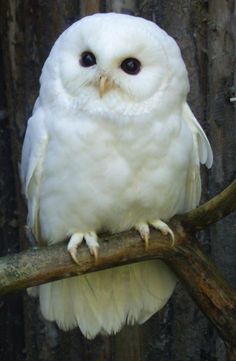 an owl sitting on top of a tree branch in front of a wooden fence with words above it