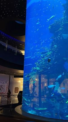 a large aquarium filled with lots of fish