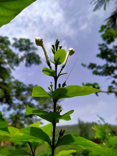 a close up of a plant with leaves and sky in the background