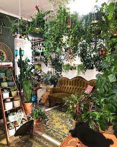 a living room filled with lots of plants and potted plants on the wall above