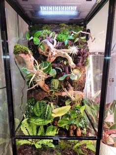 a glass case filled with lots of plants