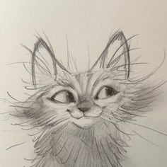 a pencil drawing of a cat's face