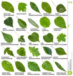 the different types of leaves are shown in this poster