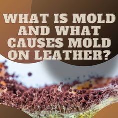 How to Clean Mold off Leather [ The Most Effective and Safe Ways ] - olpr.com Oxygen Bleach, Luxury Leather Bag, Types Of Mold, How Do You Clean, Leather Clothing