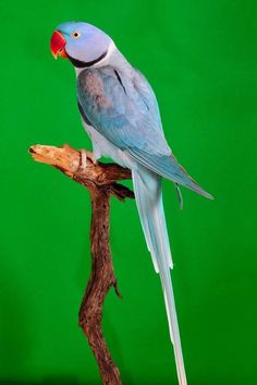 a blue and white bird sitting on top of a tree branch next to a green background