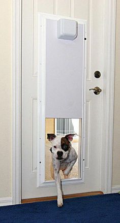 a dog is looking through the door to see its reflection in the glass window that hangs on the wall