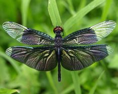 a colorful dragonfly sitting on top of a green plant