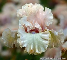 a white and pink flower with water droplets on it's petals in front of other flowers