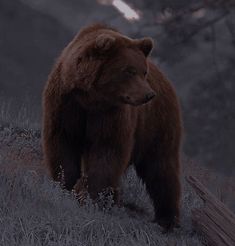 a large brown bear standing on top of a grass covered hillside