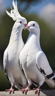 two white birds standing next to each other with their beaks touching noses while looking at the camera