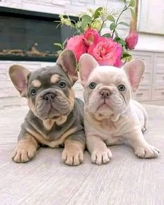 French Bulldog Lilac French Bulldog, Cute Boxer Puppies, Baby French Bulldog, French Bulldog Funny, Cute Boxers, Boxer Puppies, Frenchie Puppy, French Bulldog Puppy, French Bulldog Puppies