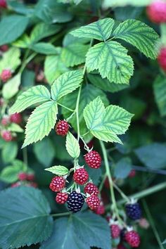 raspberries and leaves growing on the bush