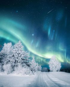 the aurora bore is shining brightly in the sky above snow covered trees and evergreens