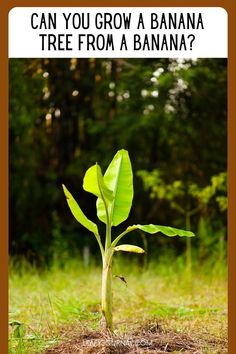 a banana plant growing out of the ground with text that reads can you grow a banana tree from a banana?