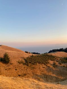 a grassy hill with some trees on it