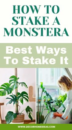 Learn how to properly stake a Monstera plant with this step-by-step guide. Discover effective techniques to provide support, promote healthy growth, and achieve a stunning, well-supported Monstera display in your home or garden. Spider Plant Babies, Monstera Plant Care, Vining Plants, Growing Sunflowers, Plant Structure, Lucky Plant, Planting Tips, Bloom Where Youre Planted, Plant Help