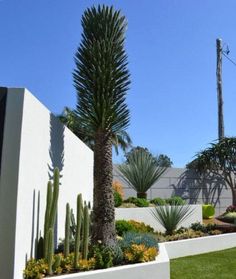 an outdoor garden with cactus, cacti and succulents