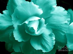 a close up of a blue flower on a black background