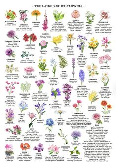 the language of flowers is shown in this poster, which shows different types of flowers