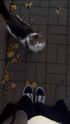 a cat sitting on top of a sidewalk next to a persons legs and shoes with leaves all over the ground