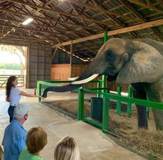 an elephant reaching out to touch a woman's hand with her trunk while others look on