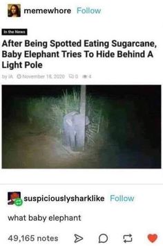 an elephant is standing in the grass next to a pole and it's caption reads, after being spotted eating sugarcane, baby elephant tries to hide behind a light pole