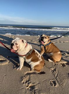 two dogs are sitting on the beach with their leashes