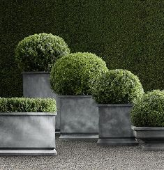 four planters are lined up in front of a green wall with hedges on it