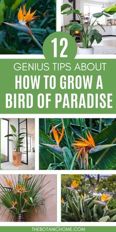 Vibrant Bird of Paradise plant with lush green leaves, set in a tropical garden, showcasing tips for Bird of Paradise plant care and landscaping ideas for both indoor and outdoor settings. Plant Decorating Ideas, Bird Of Paradise Plant Care, Inside Plants Decor, Vibrant Birds, Tropical Garden Plants, Strelitzia Reginae, Paradise Bird