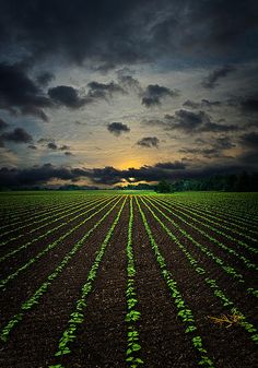 a field with rows of green plants under a cloudy sky at sunset canvas wall art print