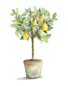 a watercolor painting of a lemon tree in a pot with leaves and fruit on it