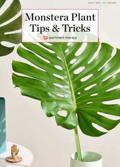 monster plant tips and tricks for beginners