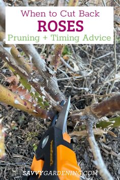 an orange and black pair of scissors cutting branches with text overlay that reads when to cut back roses pruning + thining advice