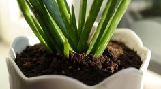 a close up of a potted plant with dirt on the ground and grass growing out of it