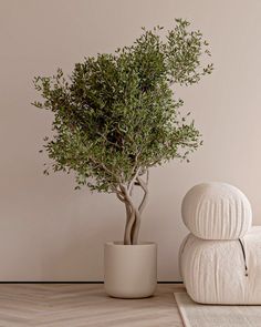 a potted plant sitting next to two towels on the floor in front of a wall