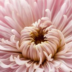 a close up view of a pink flower