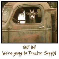 an old truck with a goat sticking its head out the window and texting get in we're going to tractor supply