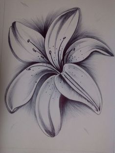 a drawing of a flower with black and white lines on the petals, as well as dots