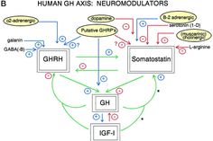 prolactin inhibition of gnrh L Arginine, Human