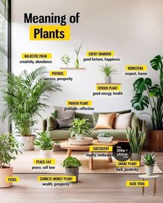 a living room filled with lots of potted plants