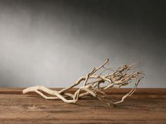 a tree branch sitting on top of a wooden table